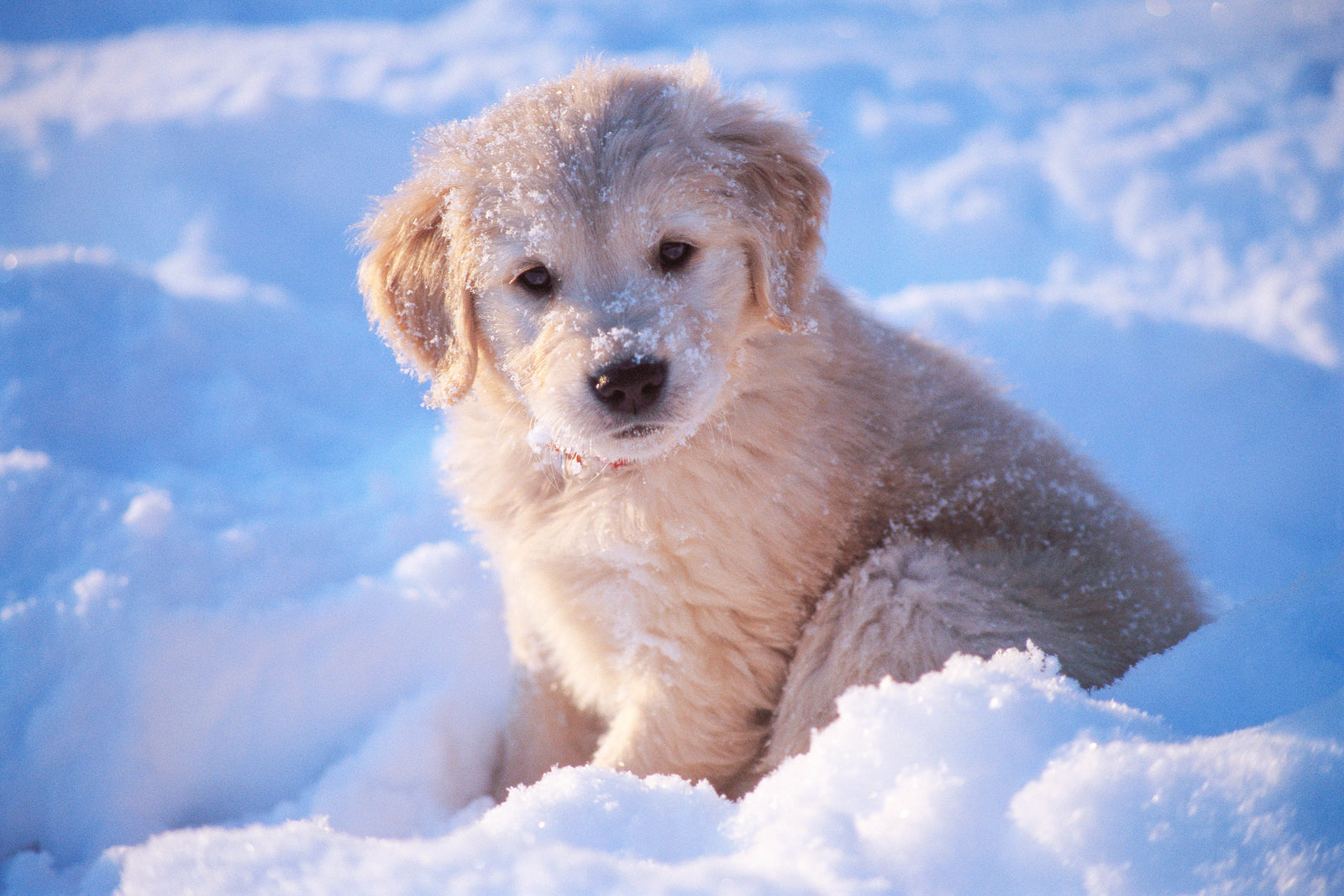 Welcoming a New Pet Into Your Home: Tips, Grooming, and a Special Keepsake